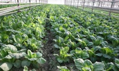 蔬菜还在露地种植?大棚蔬菜投入高,但做好施肥比露地栽培产量高
