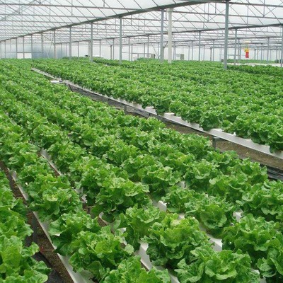 温室大棚 种植蔬菜