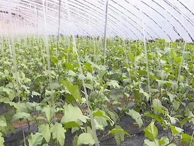 稷峰镇下费村:大力发展蔬菜产业,增加村民收入